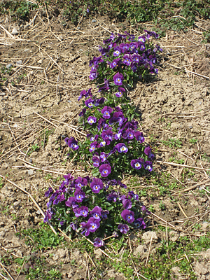 pansy mulched